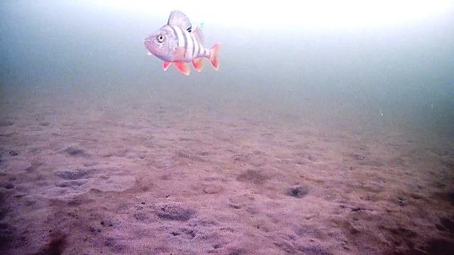 Крупный окунь промахнулся и больше не захотел гвоздекубика fish fishing perch окунь рыбалка