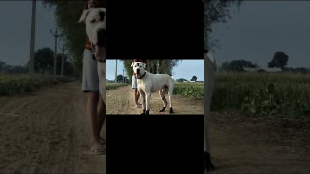 Булли кутта VS мини чихуахуа смотреть онлайн