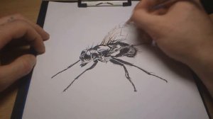 Как нарисовать 3Д рисунок мухи(ускоренное видео)How to draw a 3D drawing flies