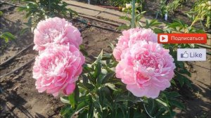 Пион Краса Моего Сада