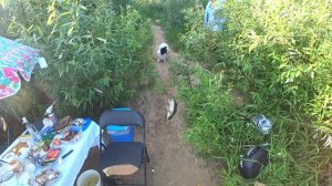 ДОНКА НА СУДАКА, НА МАЛЬКА С БЕРЕГА, РЫБАЛКА С НОЧЁВКОЙ, ЖЕНА В ПОМОЩЬ ЛОВЛИ МАЛЬКА И ПЁС