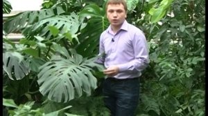 Полакомимся монстерой?