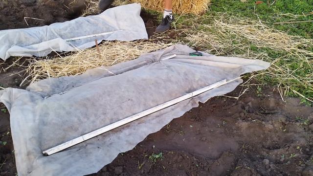 Как ухаживать за садом фундука Трапезунд. Анализ агротехники. Клубника - анализатор роста. Часть 2 смотреть онлайн