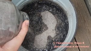 ЧЕСНОК РАСТЕТ С КУЛАК!? ПОД ЗИМУ ОЗИМЫЙ ЧЕСНОК САЖАЮ ЭТИМ СПОСОБОМ