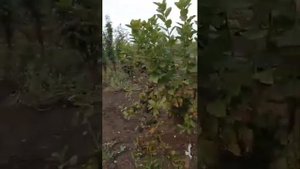 Сорбарония / Крупноплодная Арония