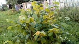 Фундук сорт Смолин. Сортовая лещина 42-19.