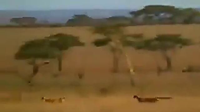 Гепард - самое быстрое животное в мире!