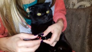 Что нужно сделать чтобы кот не царапал мебель - Лайфхак