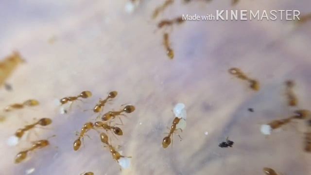 Solenopsis fugax МУРАВЕЙ ЦЫГАН !?