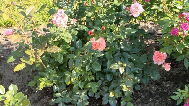 Заросшие кусты роз/Колеусы - как дела? смотреть онлайн