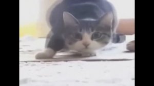 Кошки танцуют под музыку ! Кошачья диСкотека !