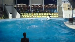 Дельфины прыгают в кольца
