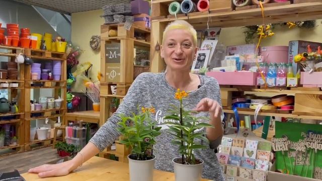 Эпидендрум - орхидея с недовольным лицом смотреть онлайн