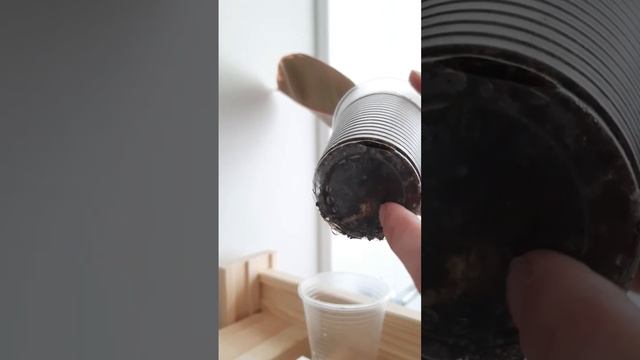 Укоренение Фикуса Эластика Белиз - результаты спустя 2 недели #фикус #цветыдлядома #нижнийновгород смотреть онлайн