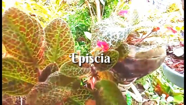 Begonia plant| My Begonia's Collection and Episcia смотреть онлайн