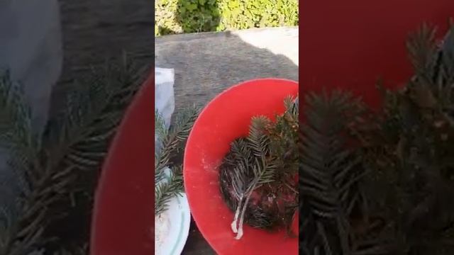 #Елочки#Саженцы#Черенки#Корневин#Посадить#Дерево смотреть онлайн