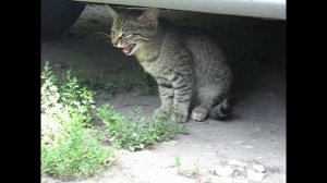 МЯУУУ