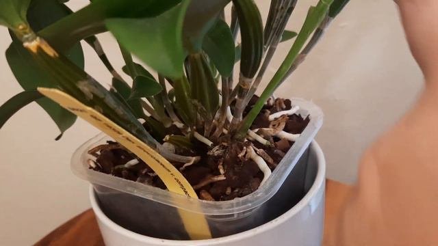 #Dendrobium_atroviolaceum_var_compactum #цветение январь 23г