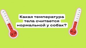 Какая температура тела считается нормальной у собак?