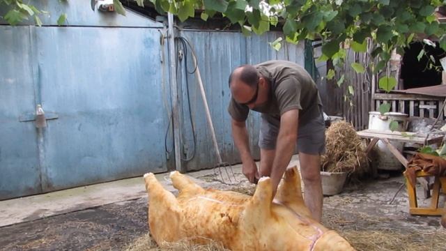 Разделка поросёнка по-анапски. Со смолением его соломой