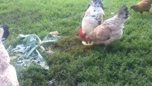 Загорская лососевая август 2021