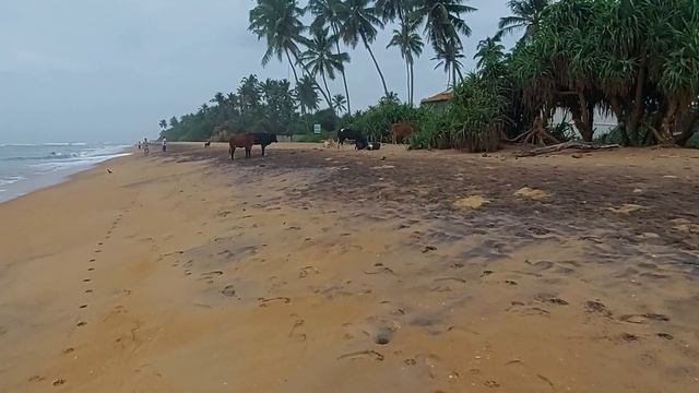 Шри Ланка самые красивые пляжи с пальмами Калутара смотреть онлайн