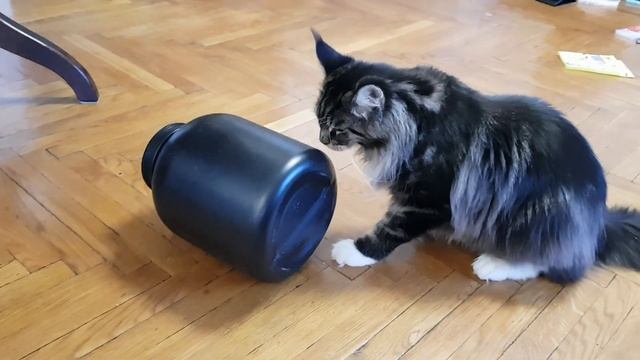 Мейн-кун котенок Марс и сибирский кот Барахлюш против банки / funny cats kitten maine coon смотреть онлайн