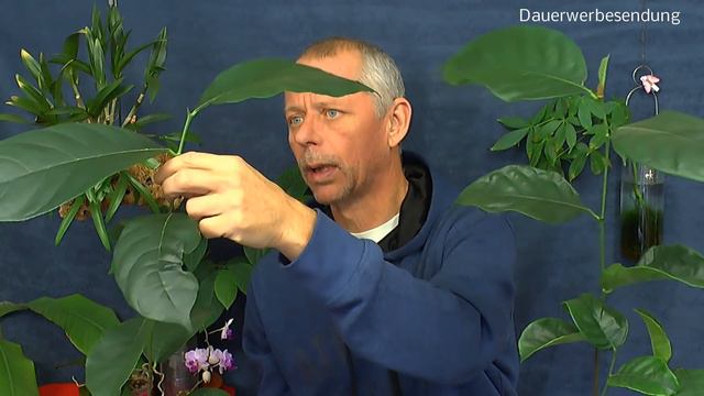 Jackfrucht Jackfruit Baum Samen Anzucht Steckling смотреть онлайн