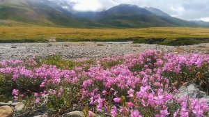 Горный Алтай. Дорога к плато Укок. Часть 2