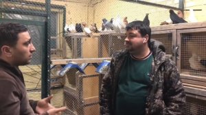 2️⃣. Турецкая такла и декоративные голуби Евгения! 2 серия. #бойныеголуби #pigeons #google