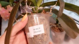 ✔️КАК СПАСТИ ОРХИДЕЮ, ЕСЛИ ОНА ЗАМЕРЗЛА? ЗАМОРОЖЕННЫЕ ОРХИДЕИ В ШКОЛЕ ОРХИДЕЙ ОНЛАЙН! ПРАКТИКА!