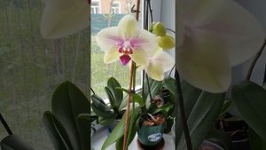 Орхидея Octopus