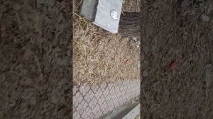 Основная могила группы дятлова в Екатеринбурге. Группа Дятлова.