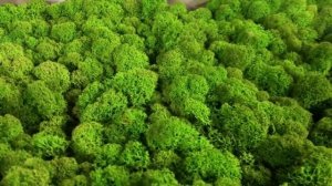 производство стабилизированного Мха