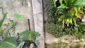 Living wall planting tips