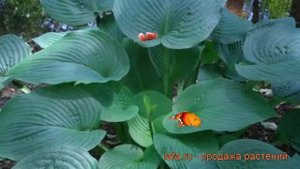 Хоста гибридная Джурассик Парк (hosta) ? обзор: как сажать, рассада хосты Джурассик Парк