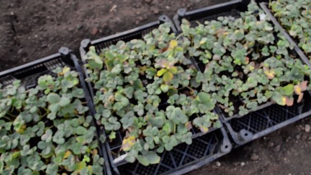 Обман с рассадой земляники(клубники)?!Какие сорта? смотреть онлайн