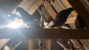 Голуби Одесские турманы, добавил еще одну линию в свой питомник 24.02.2020г.