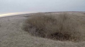 Охота на зайца по чернотропу с Дратхааром