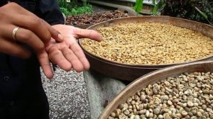 Кофе лувак. Luwak coffee.