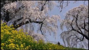 Японская Музыка  Для Отдыха.  Japanese music for relaxation and sleep