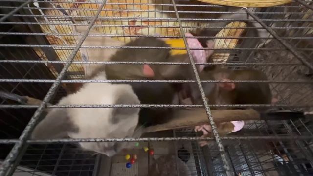 Как Степа, Бася и Маня БОРОЛИСЬ за ГАМАК и кто ПОБЕДИЛ??? смотреть онлайн