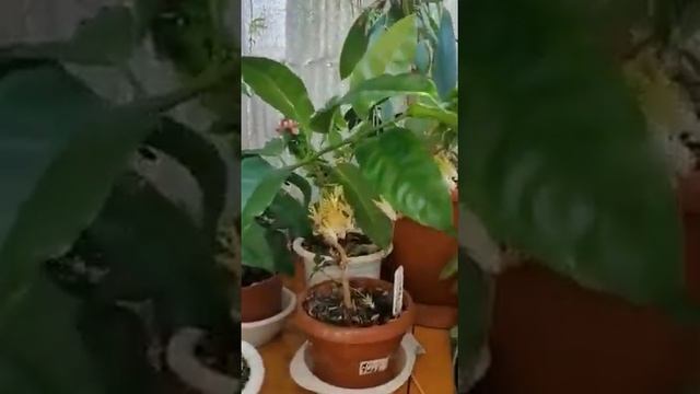 Хойя Multiflora #у этой всё цветёт #уэтойвсёцветёт смотреть онлайн