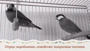 Песня рисовой амадины