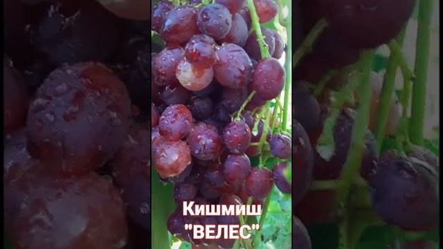 Кишмиш Велес