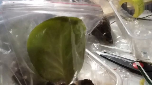 Как вырастить фиалку из листика. Размножение фиалки. смотреть онлайн