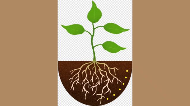 Как прорастают цветы для детей