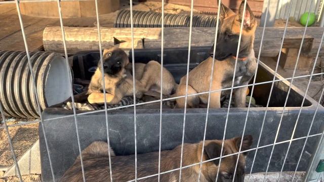 #K9_malinua #малинуа #бельгийскаяовчарка #щенкималинуа 3 месяца, бельгийская овчарка малинуа!