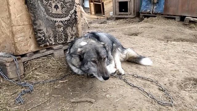 Золотые Грифоны. Форум зоозащитных организаций г. Сургут. День первый. 25 05 19 смотреть онлайн