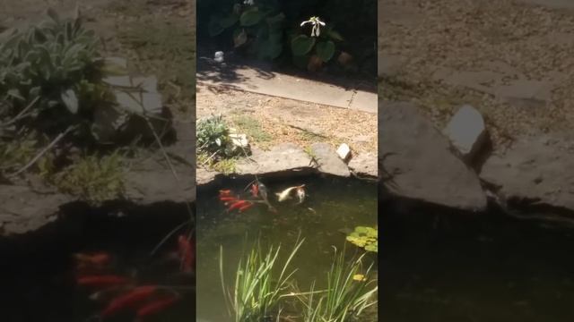 Koi Games